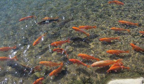 Goldfish in Takayama